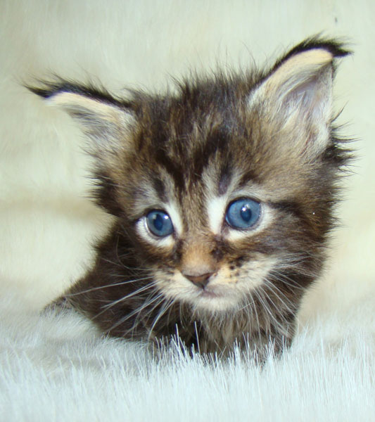     Catsvill County!   !    !       !!!    Catsvill County +7-926-544-74-09     .   ,   ,   ,    ,   ,  ,     ,   -,    ,   !
